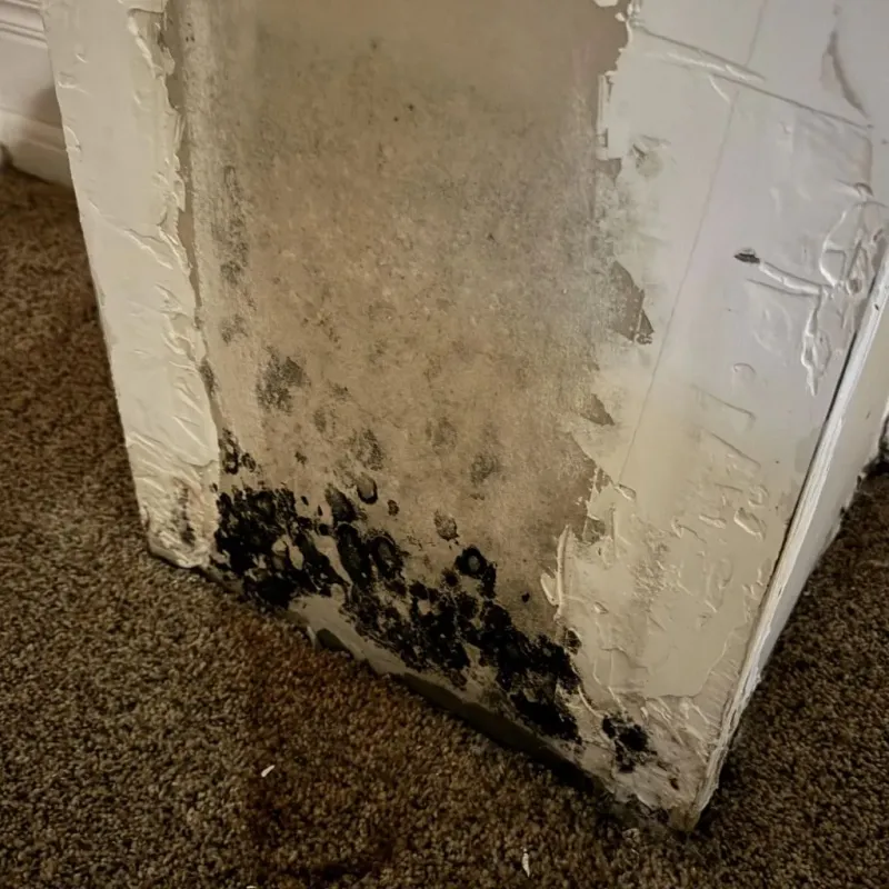 Professional Mold Removal in Zephyrhills South, FL
